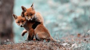 Two cute little foxes wallpaper thumb