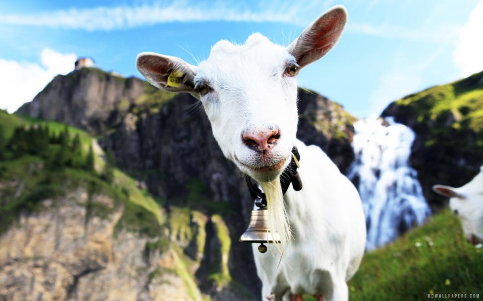 Funny Goat wallpaper,goat HD wallpaper,funny HD wallpaper,2560x1600 wallpaper