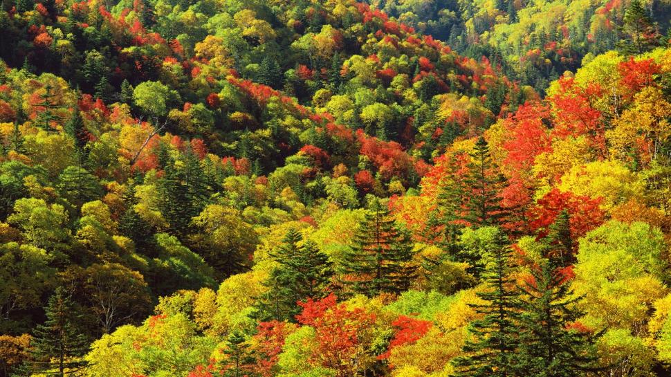 Autumn, Trees, Forest, Nature, Foliage wallpaper,autumn HD wallpaper,trees HD wallpaper,forest HD wallpaper,nature HD wallpaper,foliage HD wallpaper,1920x1080 wallpaper