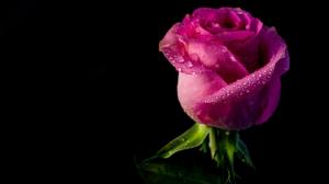 Rose, bud, petals, water drops, black background wallpaper thumb