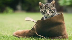 Kitten Shoe Grass Cat HD wallpaper thumb