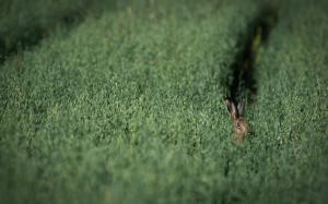 Bunny Rabbit Green Macro HD wallpaper thumb