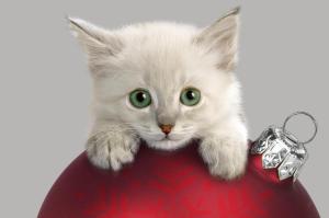 cat, muzzle, christmas decorations, curiosity wallpaper thumb