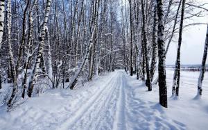 Snow, winter, birch wallpaper thumb
