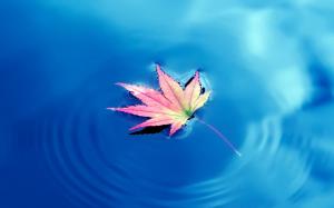 One piece maple leaf, blue lake water wallpaper thumb