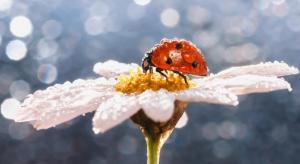 Insect on flower wallpaper thumb