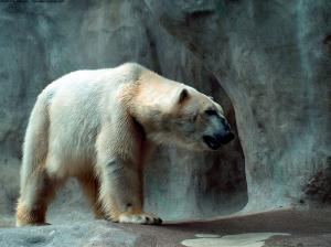 Polar Bear wallpaper thumb