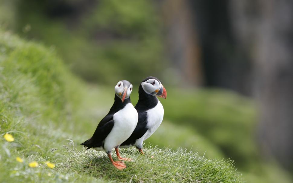 Two birds, puffins, grass wallpaper,Two HD wallpaper,Birds HD wallpaper,Puffins HD wallpaper,Grass HD wallpaper,2560x1600 wallpaper