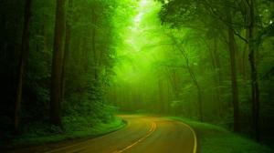 Natural, green forests, woods, roads, hazy, green landscape wallpaper thumb