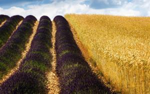 Wheat fields, lavender, France wallpaper thumb