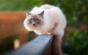 White cat walking on the fence wallpaper thumb