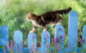 Fences Cats Animals Depth Field Picket Fence Background Images wallpaper thumb