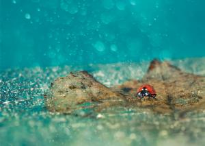 Faller leaves ladybug wallpaper thumb