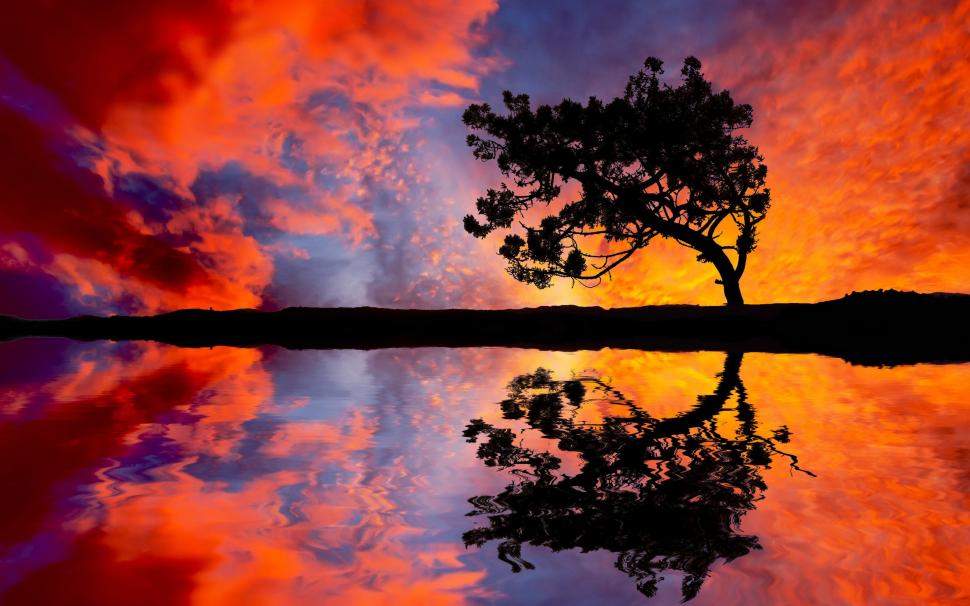 Tree Clouds Sunset Reflection Silhouette HD wallpaper,nature HD wallpaper,clouds HD wallpaper,sunset HD wallpaper,tree HD wallpaper,reflection HD wallpaper,silhouette HD wallpaper,2560x1600 wallpaper