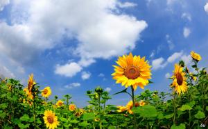 Summer sunflowers, clouds, blue sky wallpaper thumb
