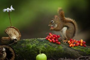 Squirrel eat berries wallpaper thumb