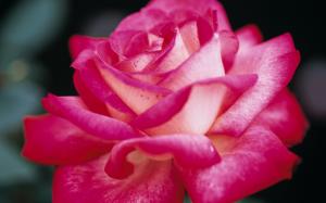 Pink rose petals, macro photography wallpaper thumb