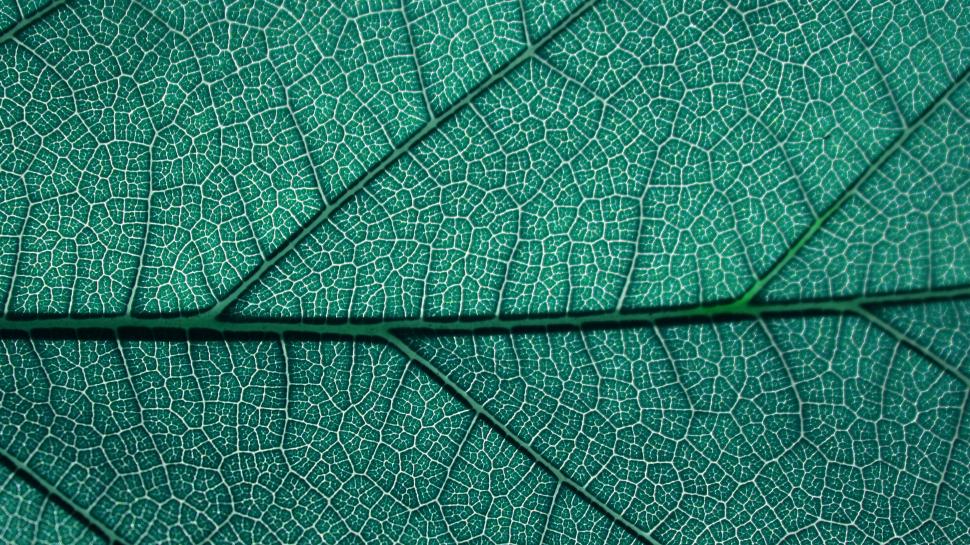 Leaf Texture Closeup wallpaper,Plants HD wallpaper,3840x2160 wallpaper