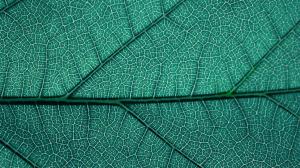 Leaf Texture Closeup wallpaper thumb
