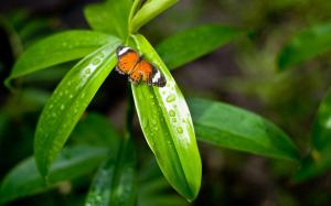 Nature Leaves Plants Macro Butterflies For Mobile wallpaper thumb