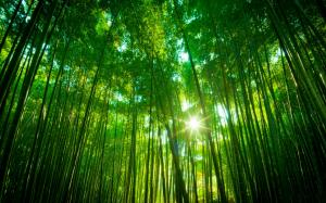 Bamboo forest, green nature landscape wallpaper thumb