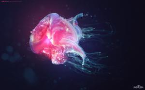 Jellyfish HD wallpaper thumb