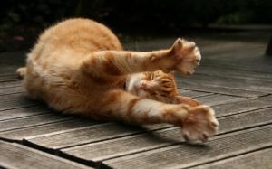 Big Cat Stretching Image Gallery wallpaper thumb