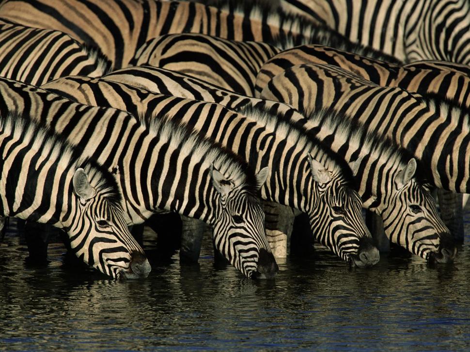 Herd of zebra wallpaper,herd wallpaper,zebra wallpaper,animals wallpaper,1600x1200 wallpaper