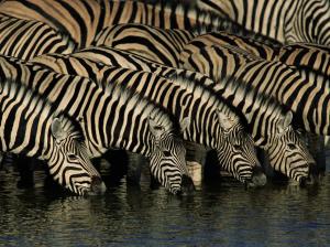 Herd of zebra wallpaper thumb