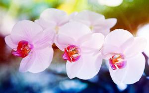 White Pink Orchid Flowers wallpaper thumb