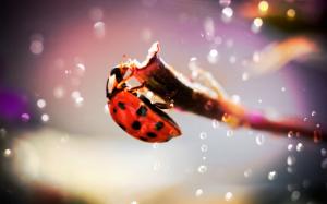 Ladybug macro photography wallpaper thumb