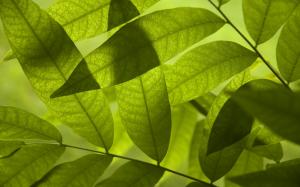 Plant Leaves Macro Hi Res s wallpaper thumb