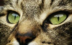 Cat face and  eyes wallpaper thumb