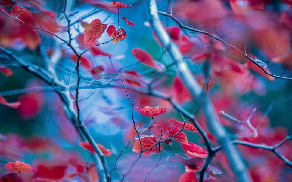Red leaves, twigs, autumn, blur background wallpaper,Red HD wallpaper,Leaves HD wallpaper,Twigs HD wallpaper,Autumn HD wallpaper,Blur HD wallpaper,Background HD wallpaper,1920x1200 wallpaper