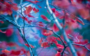 Red leaves, twigs, autumn, blur background wallpaper thumb