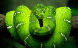 Green snake wallpaper thumb