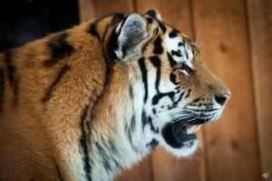 Amur tiger profile wallpaper thumb