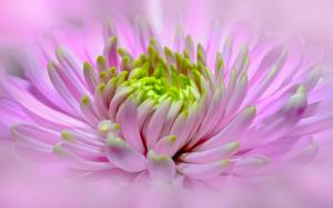 flower, plant, pink flower, bloom, close up, dahlia, Fresh, Bright wallpaper thumb