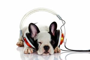 French bulldog Listening to music wallpaper thumb