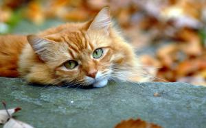 Orange cat, rest, eyes, autumn wallpaper thumb