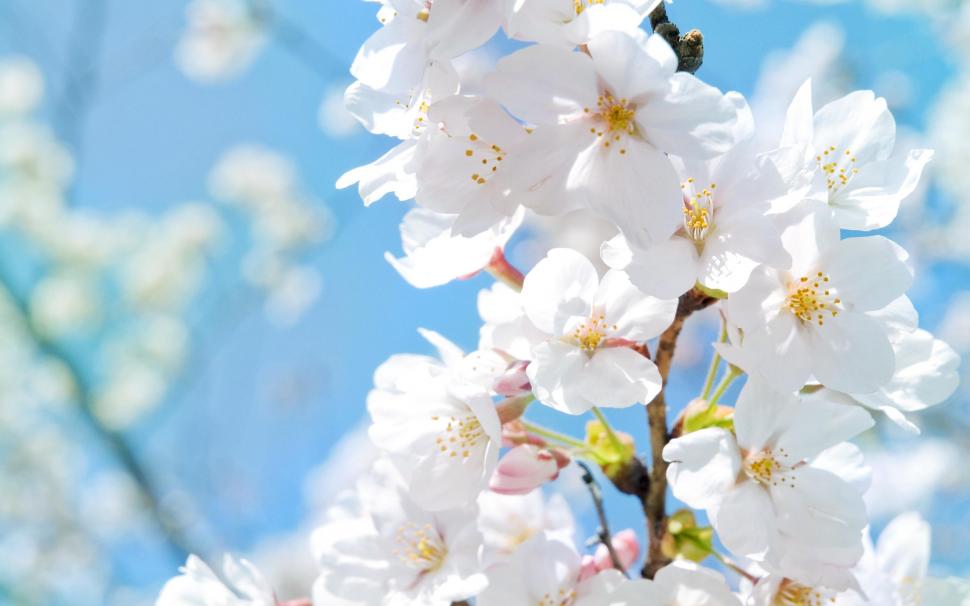 White Blossoms wallpaper,white blossoms HD wallpaper,flowers HD wallpaper,white HD wallpaper,2560x1600 wallpaper