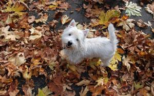 Westie in the leaves wallpaper thumb