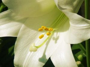 white lily flower nature whie HD wallpaper thumb