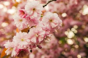 Sakura Branch Flowers wallpaper thumb