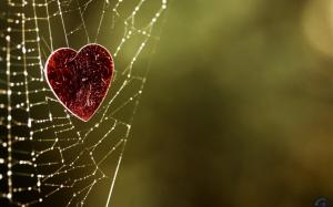 Heart In Spiderweb wallpaper thumb