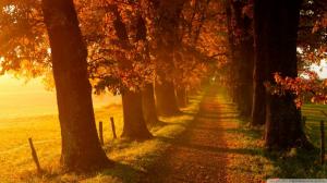 Autumn Country Road wallpaper thumb