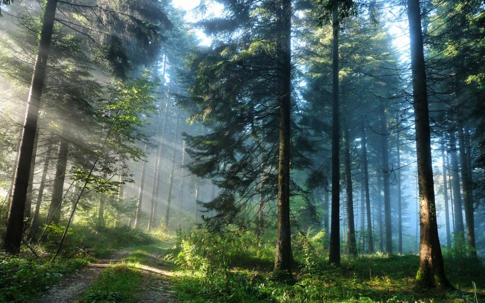 Forest trees and the light rays wallpaper,Forest wallpaper,Tree wallpaper,Light wallpaper,Rays wallpaper,1440x900 wallpaper