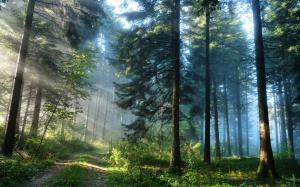 Forest trees and the light rays wallpaper thumb