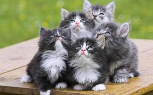 Kittens look wallpaper thumb