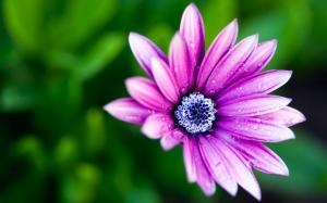 Purple flower petals, blue flower core, morning dew wallpaper thumb